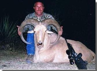 *NEW NUMBER 1 SCI WORLD RECORD FREE RANGE AOUDAD 164-2/8*