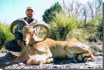 Free Range Aoudad Sheep Hunting, Aoudad Sheep are one of the most challenging sheep species to hunt anywhere in the world.  All Seasons Guide Service .
