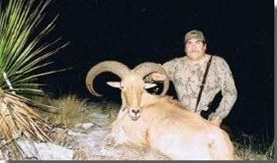 Free Range Aoudad Sheep Hunting, Aoudad Sheep are one of the most challenging sheep species to hunt anywhere in the world.  All Seasons Guide Service .