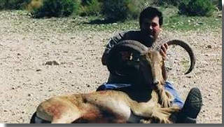 Free Range Aoudad Sheep Hunting, Aoudad Sheep are one of the most challenging sheep species to hunt anywhere in the world.  All Seasons Guide Service.