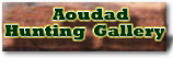 Click Here To Visit Our Aoudad Sheep Hunting Gallery