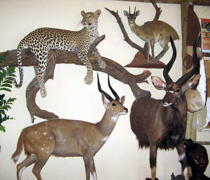 Click On Image To Return To The Taxidermy Area.
