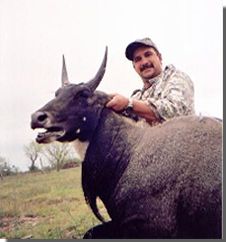 To Visit Our Nilgai Hunting Page Just Click On The Bull !!