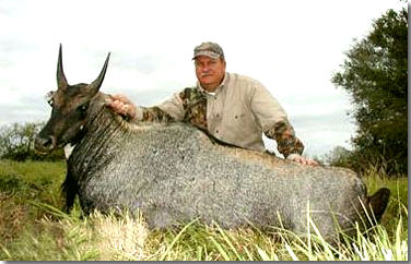 Nilgai Hunting in South Texas !!!