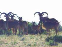 Free Range Aoudad Sheep Hunting. Guided Hunts Texas Bighorn Sheep Hunting.