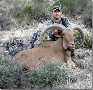  New SCI #5 Shot 11-1-2011 ,  Free Range Aoudad Sheep Hunting, Aoudad Sheep are one of the most challenging sheep species to hunt anywhere in the world.  All Seasons Guide Service .