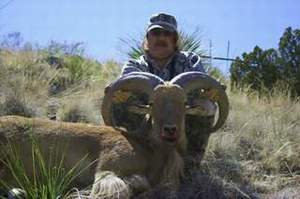 Click Here For A Larger View  Free Range Aoudad Sheep Hunting, Aoudad Sheep are one of the most challenging sheep species to hunt anywhere in the world.  All Seasons Guide Service .