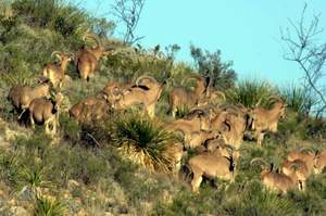 Click Here For A Larger View  Free Range Aoudad Sheep Hunting, Aoudad Sheep are one of the most challenging sheep species to hunt anywhere in the world.  All Seasons Guide Service .