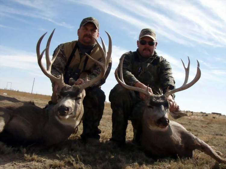 Guided New Mexico Mule Deer Hunts With All Seasons Guide Service 