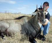 All Seasons Guide Service South Texas Nilgai Antelope Safaris - Click Here For A Larger View