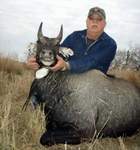 All Seasons Guide Service South Texas Nilgai Antelope Safaris - Click Here For A Larger View