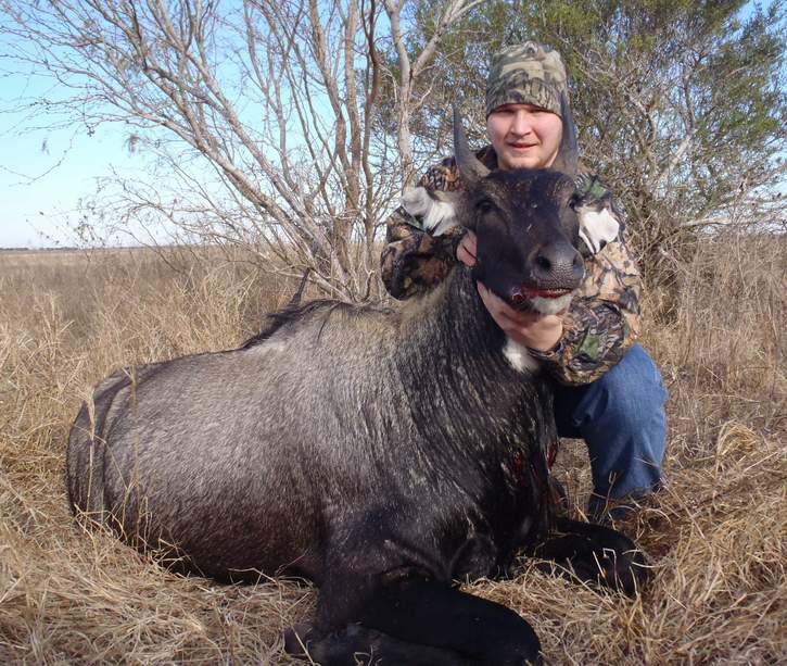 All Seasons Guide Service South Texas Nilgai Antelope Safaris - Click Here To Return To The Nilgai Hunting Gallery.