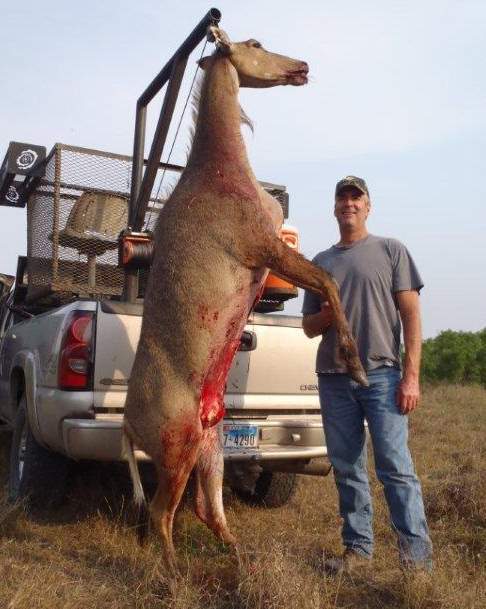 All Seasons Guide Service South Texas Nilgai Antelope Safaris - Click Here To Return To The Nilgai Hunting Gallery.